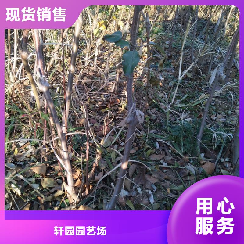 苹果樱桃苗正规厂家