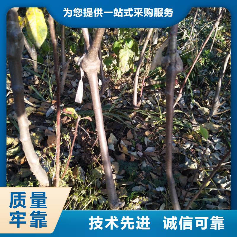 苹果石榴树快速报价