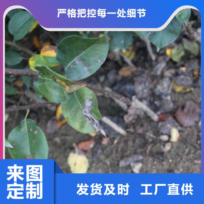 苹果【苹果苗】多行业适用