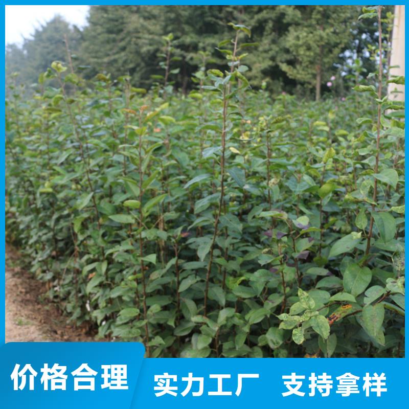 苹果_石榴树产地批发
