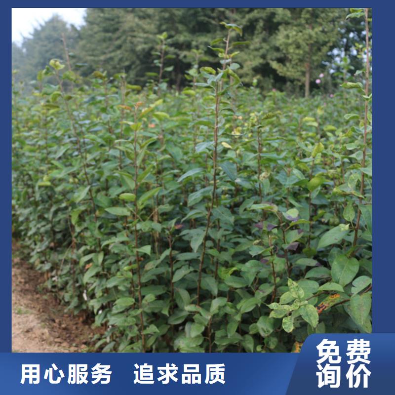 苹果-桃树苗产地批发