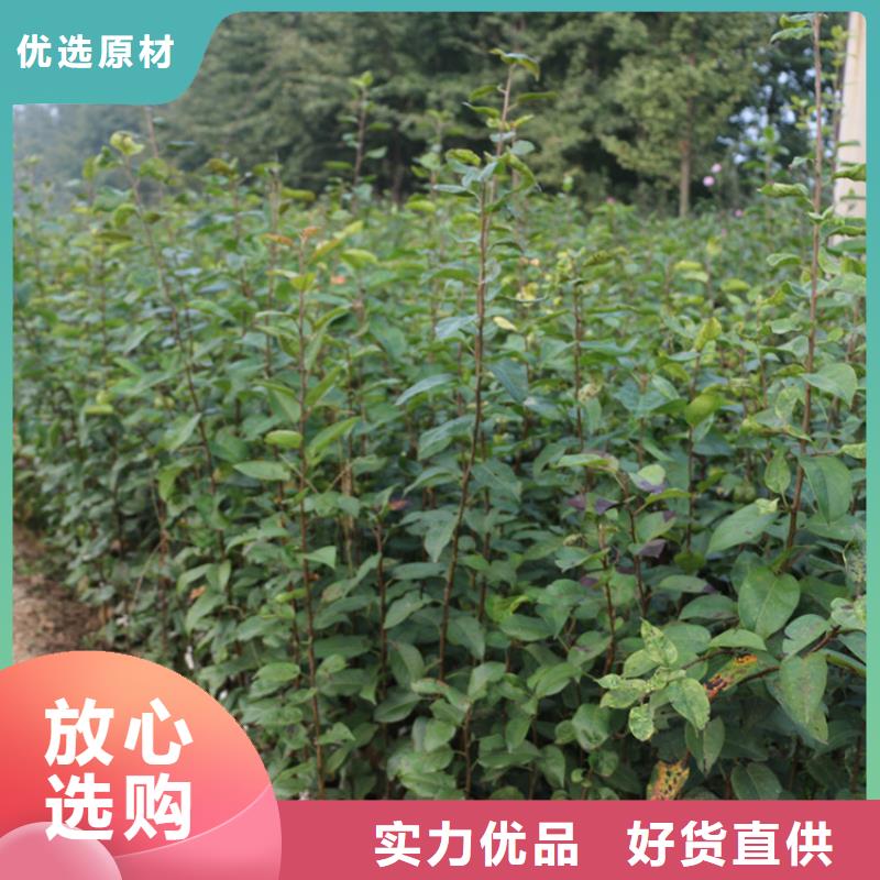 板栗苗视频-福建省泉州市轩园板栗苗可服务区域泉港|惠安|莆田|宁德|福州|龙岩|漳州等