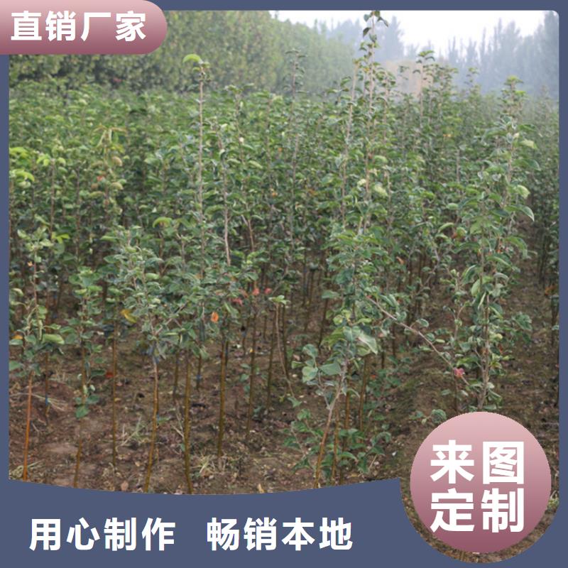 苹果【苹果苗】多行业适用