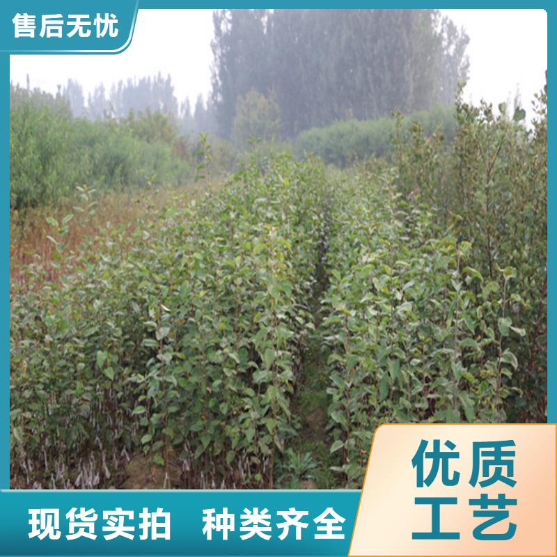苹果红颜草莓全新升级品质保障
