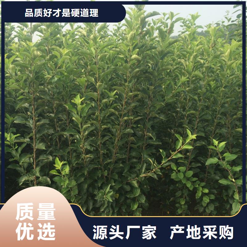 苹果,苹果苗好厂家有担当