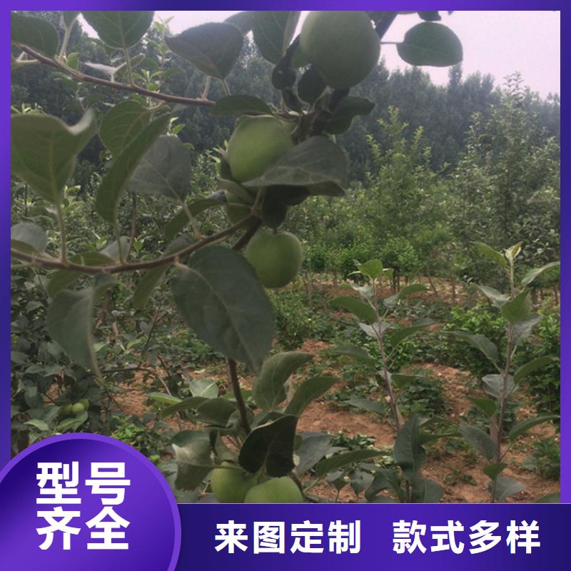 苹果樱桃苗源厂供货