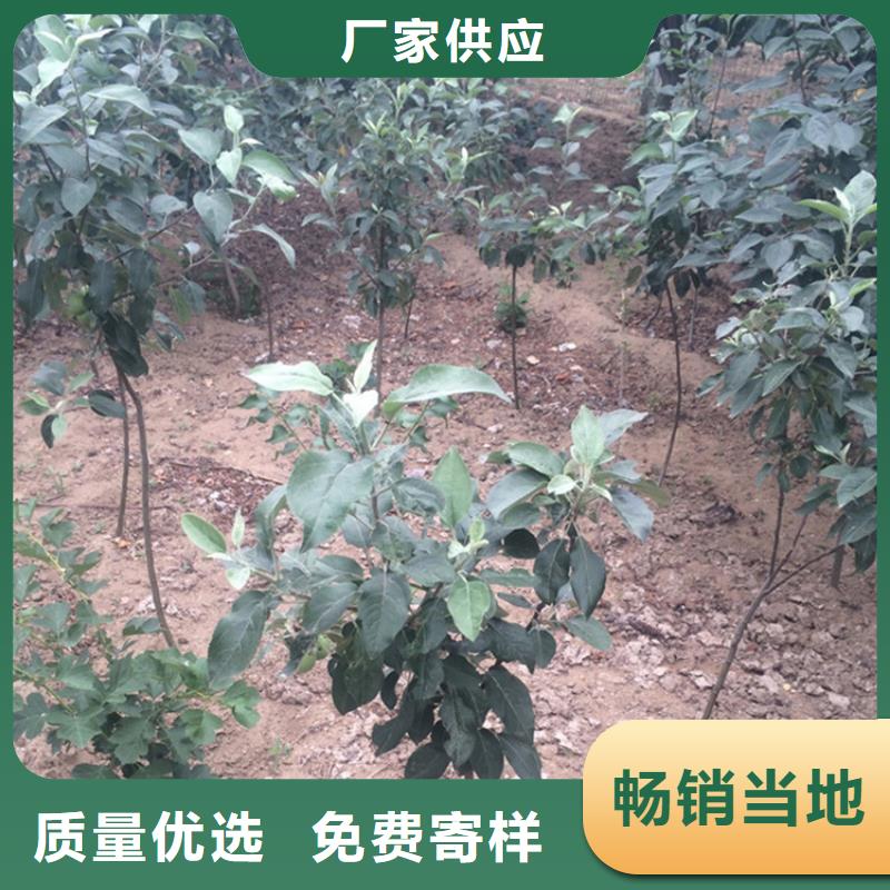苹果_石榴树产地批发