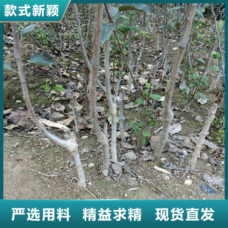 苹果_石榴树产地批发