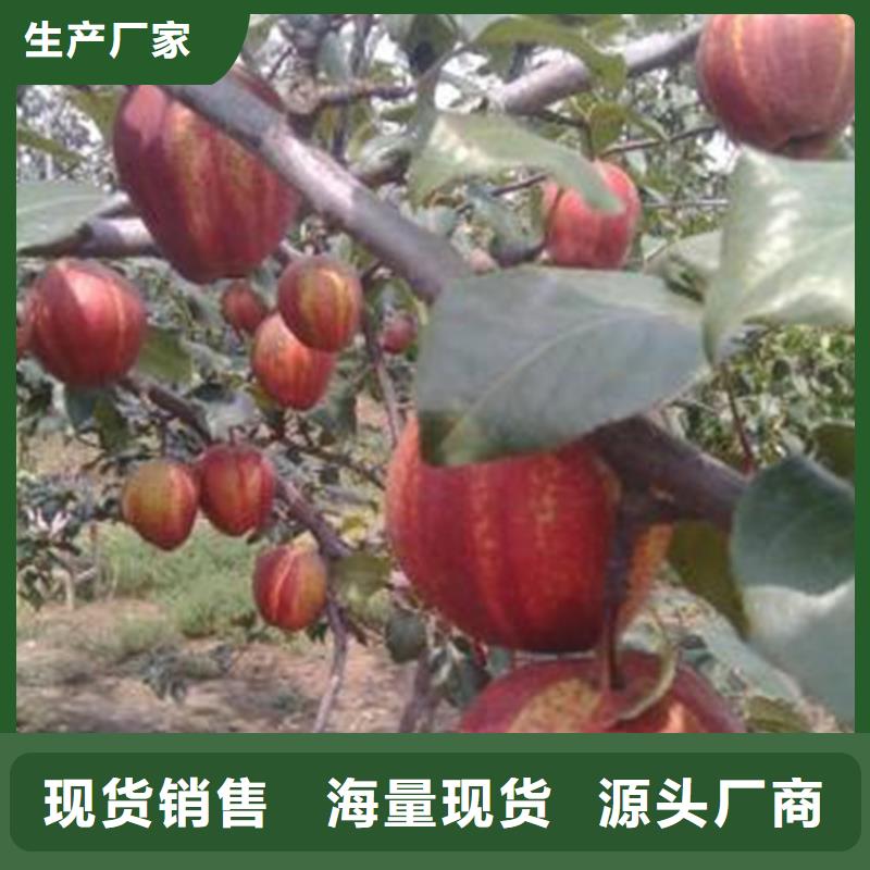 板栗苗-视频-板栗苗_直辖上海市市场覆盖金山|徐汇|嘉定|松江|黄浦等