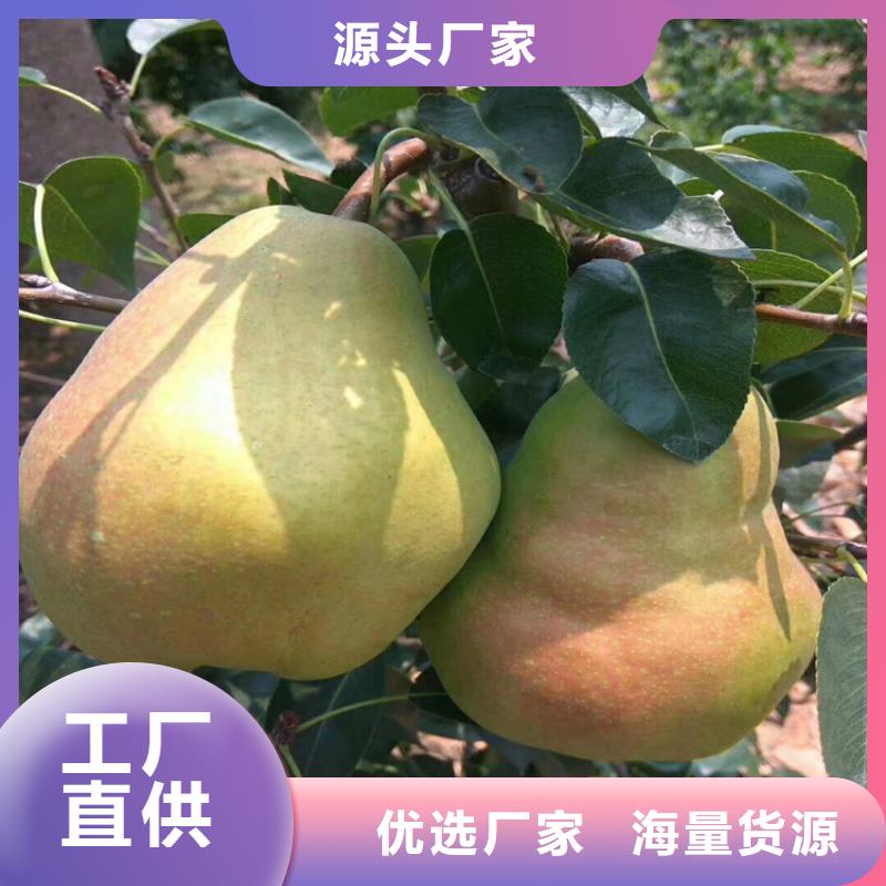 板栗苗-视频-板栗苗_直辖上海市市场覆盖金山|徐汇|嘉定|松江|黄浦等