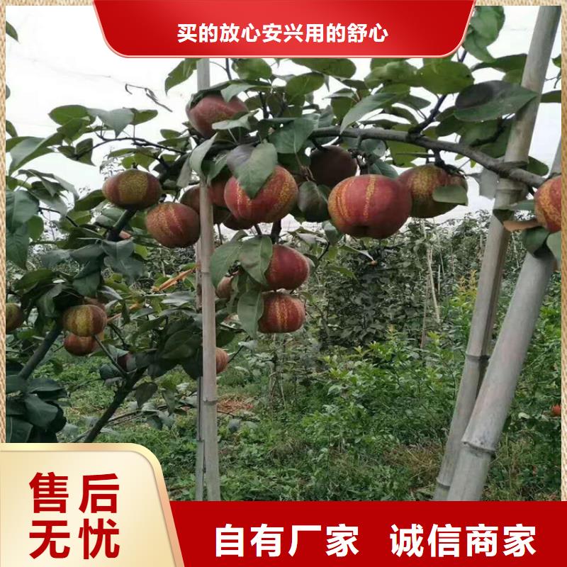 板栗苗视频-板栗苗|黑河市|嫩江|逊克|绥化|大庆|大兴安岭|齐齐哈尔|佳木斯|牡丹江