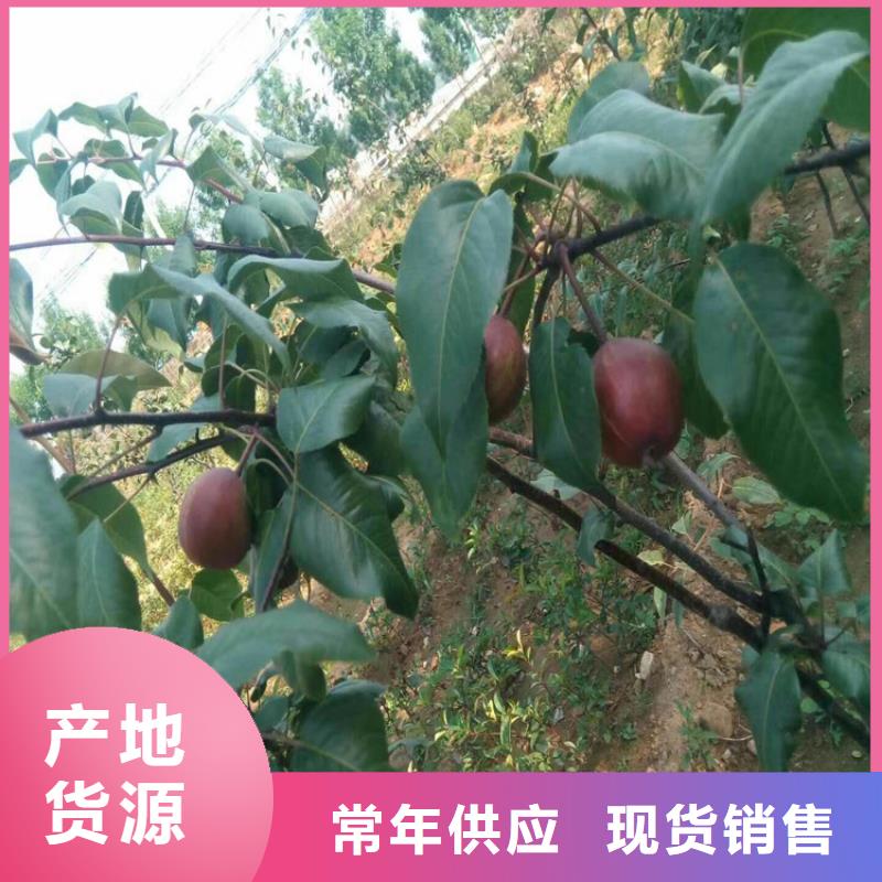 梨树草莓苗专业按需定制