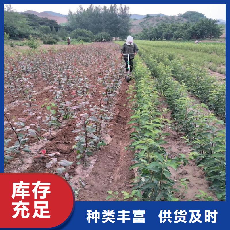 板栗苗-视频-板栗苗_直辖上海市市场覆盖金山|徐汇|嘉定|松江|黄浦等