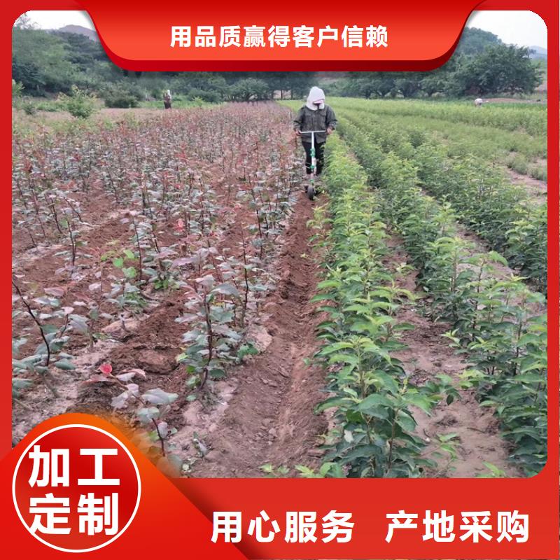 好货采购【梨树】_石榴树货到付款客户满意度高_视频