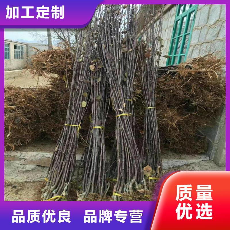 板栗苗-视频-板栗苗_直辖上海市市场覆盖金山|徐汇|嘉定|松江|黄浦等