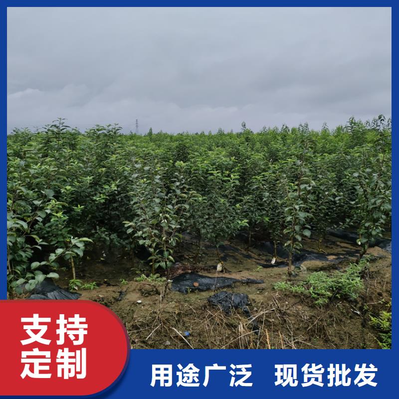 板栗苗-视频-板栗苗_直辖上海市市场覆盖金山|徐汇|嘉定|松江|黄浦等