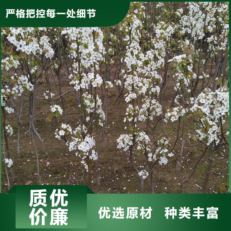 梨树桃树苗支持定制加工