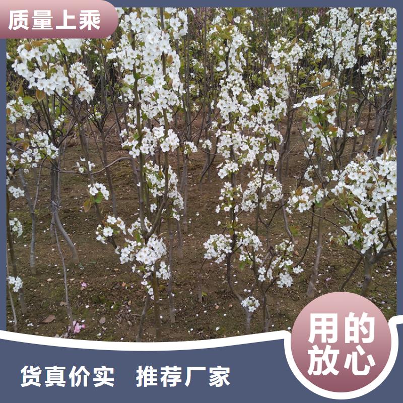 板栗苗-视频-板栗苗_直辖上海市市场覆盖金山|徐汇|嘉定|松江|黄浦等
