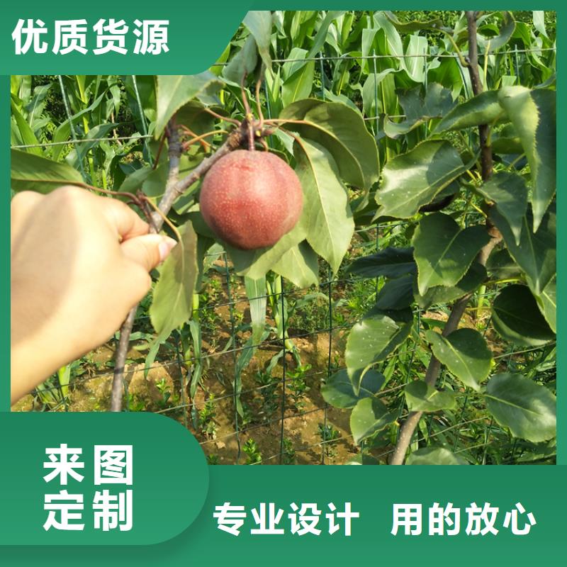 板栗苗-视频-板栗苗_直辖上海市市场覆盖金山|徐汇|嘉定|松江|黄浦等