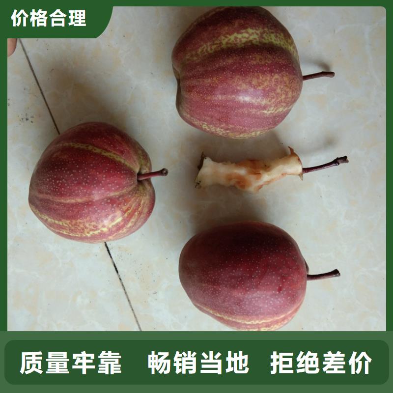 板栗苗视频-板栗苗|黑河市|嫩江|逊克|绥化|大庆|大兴安岭|齐齐哈尔|佳木斯|牡丹江