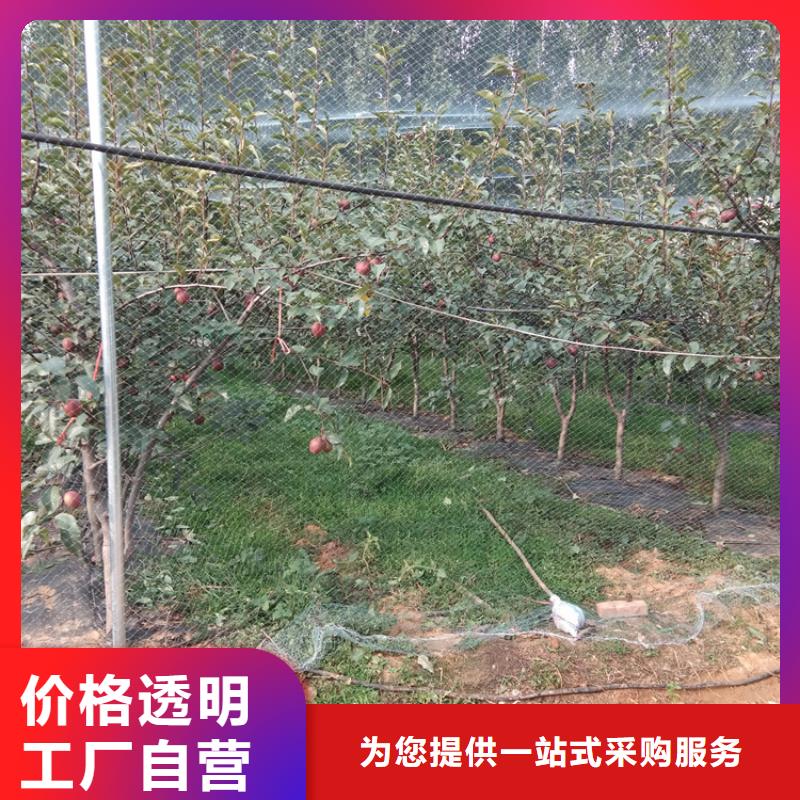 板栗苗-视频-板栗苗_直辖上海市市场覆盖金山|徐汇|嘉定|松江|黄浦等
