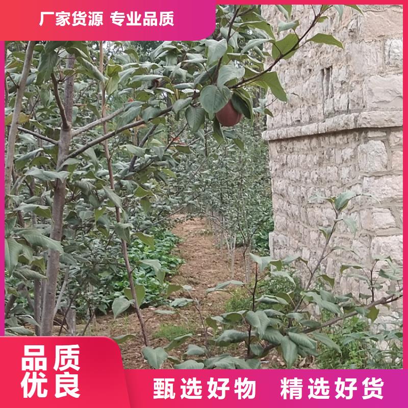 板栗苗-视频-板栗苗_直辖上海市市场覆盖金山|徐汇|嘉定|松江|黄浦等