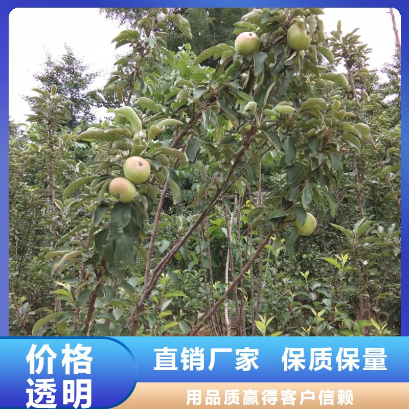 板栗苗视频-板栗苗|黑河市|嫩江|逊克|绥化|大庆|大兴安岭|齐齐哈尔|佳木斯|牡丹江