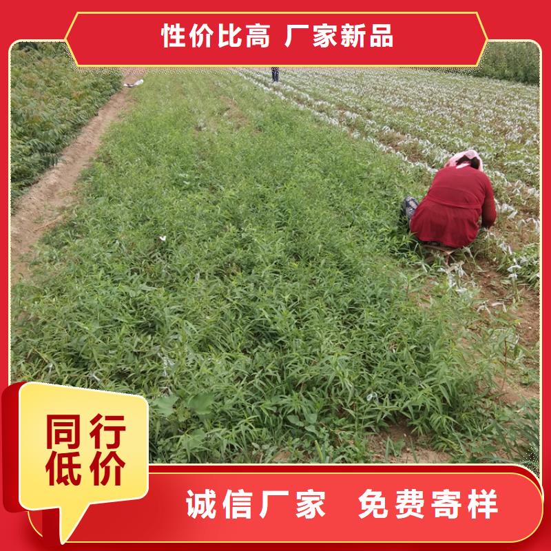 板栗苗-视频-板栗苗_直辖上海市市场覆盖金山|徐汇|嘉定|松江|黄浦等