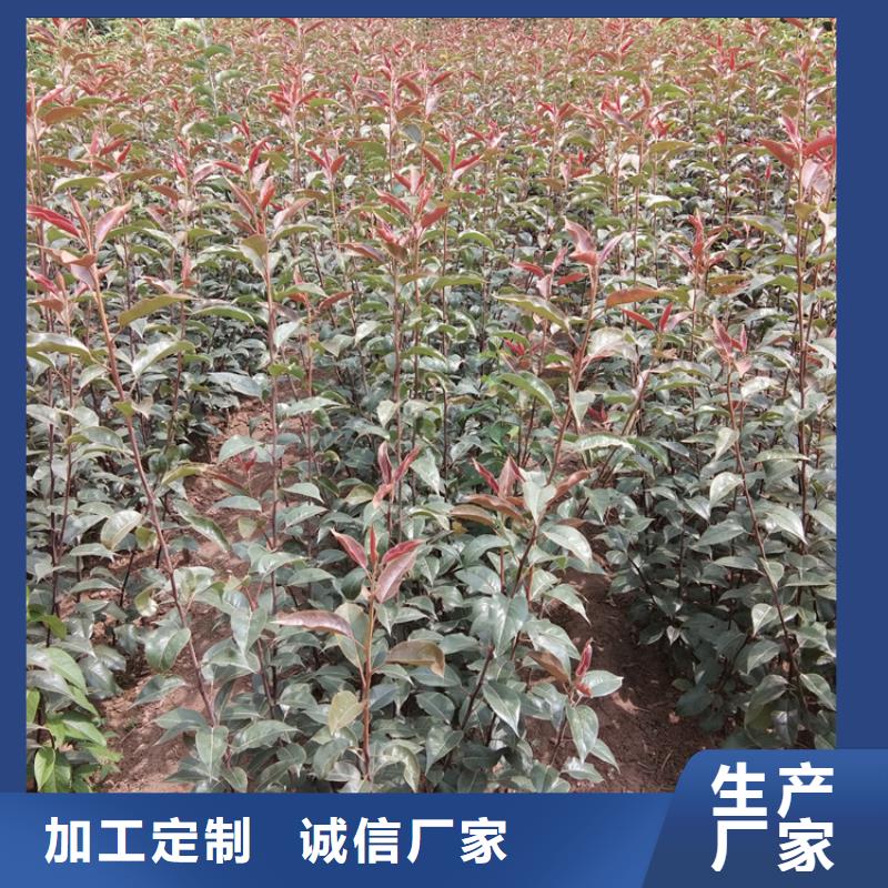 板栗苗视频-板栗苗|黑河市|嫩江|逊克|绥化|大庆|大兴安岭|齐齐哈尔|佳木斯|牡丹江