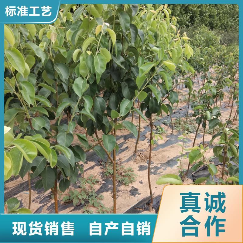 板栗苗视频-板栗苗|黑河市|嫩江|逊克|绥化|大庆|大兴安岭|齐齐哈尔|佳木斯|牡丹江