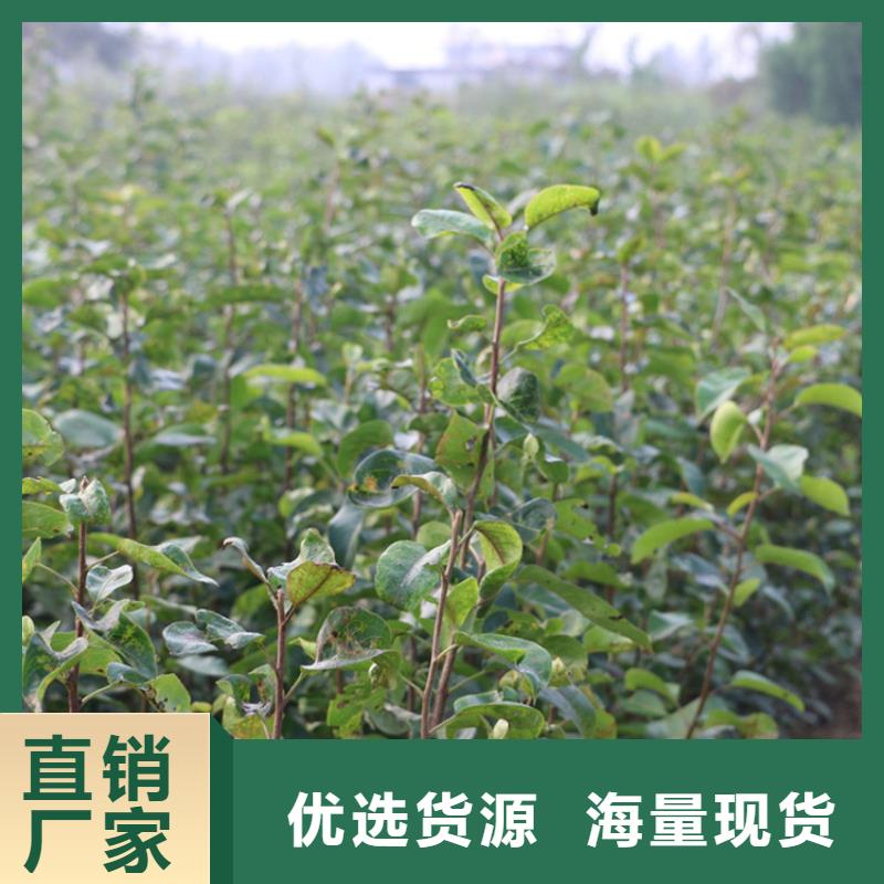 板栗苗-视频-板栗苗_直辖上海市市场覆盖金山|徐汇|嘉定|松江|黄浦等