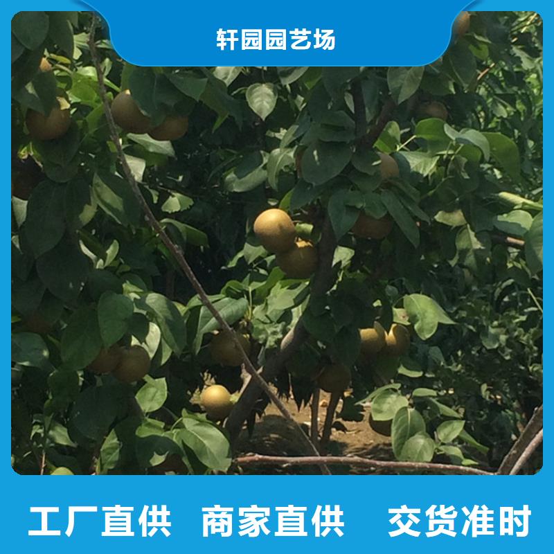 好货采购【梨树】_石榴树货到付款客户满意度高_视频