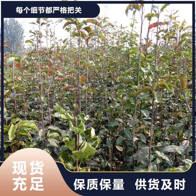 板栗苗视频-板栗苗|黑河市|嫩江|逊克|绥化|大庆|大兴安岭|齐齐哈尔|佳木斯|牡丹江