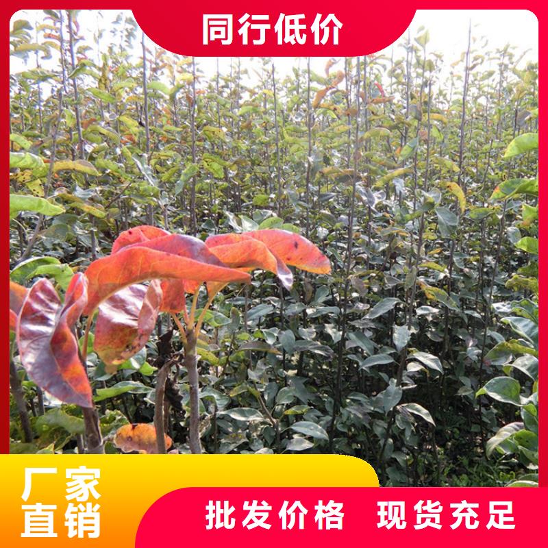 板栗苗视频-板栗苗|黑河市|嫩江|逊克|绥化|大庆|大兴安岭|齐齐哈尔|佳木斯|牡丹江