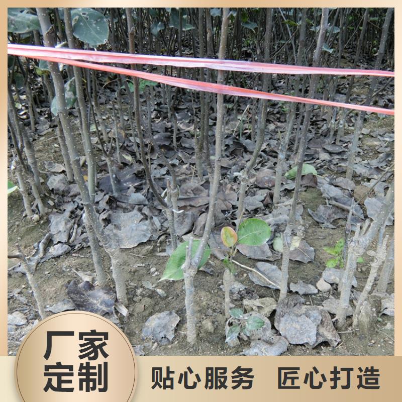 板栗苗视频-板栗苗|黑河市|嫩江|逊克|绥化|大庆|大兴安岭|齐齐哈尔|佳木斯|牡丹江