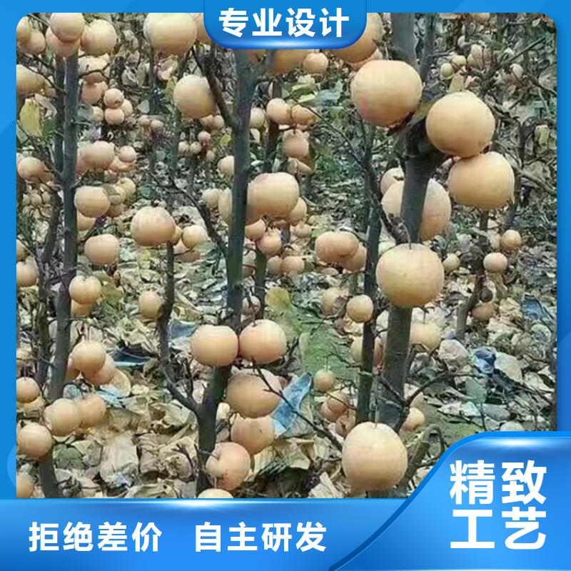 梨树草莓苗专业按需定制