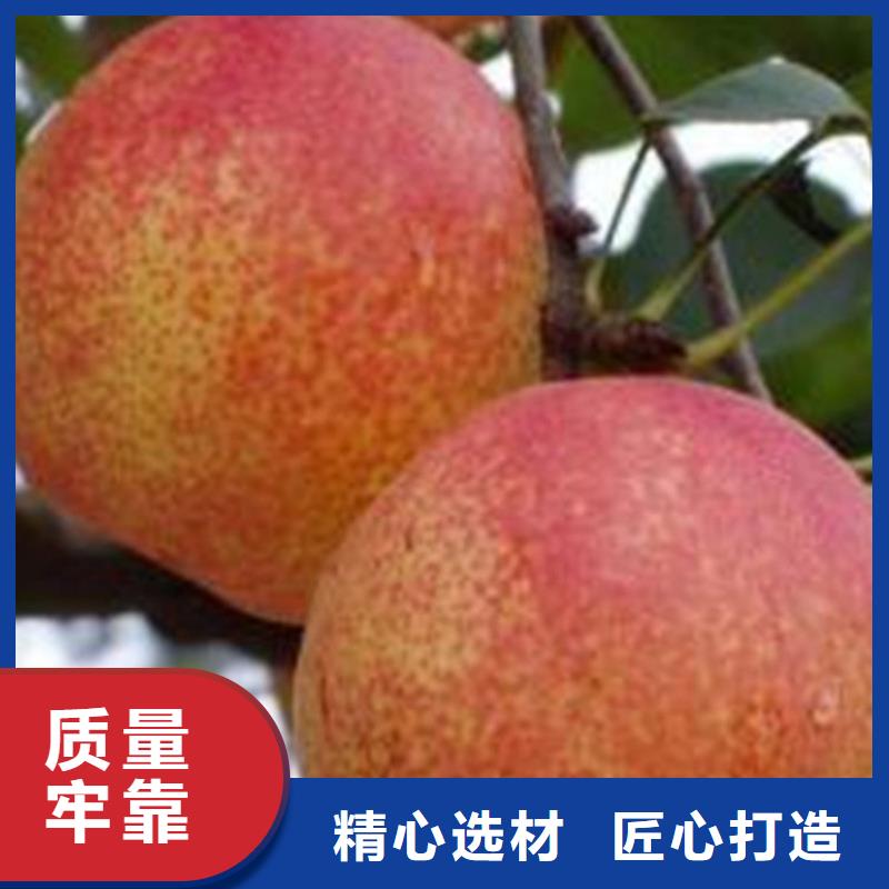 【轩园】设备齐全支持定制【梨树】苹果苗快捷物流-轩园园艺场