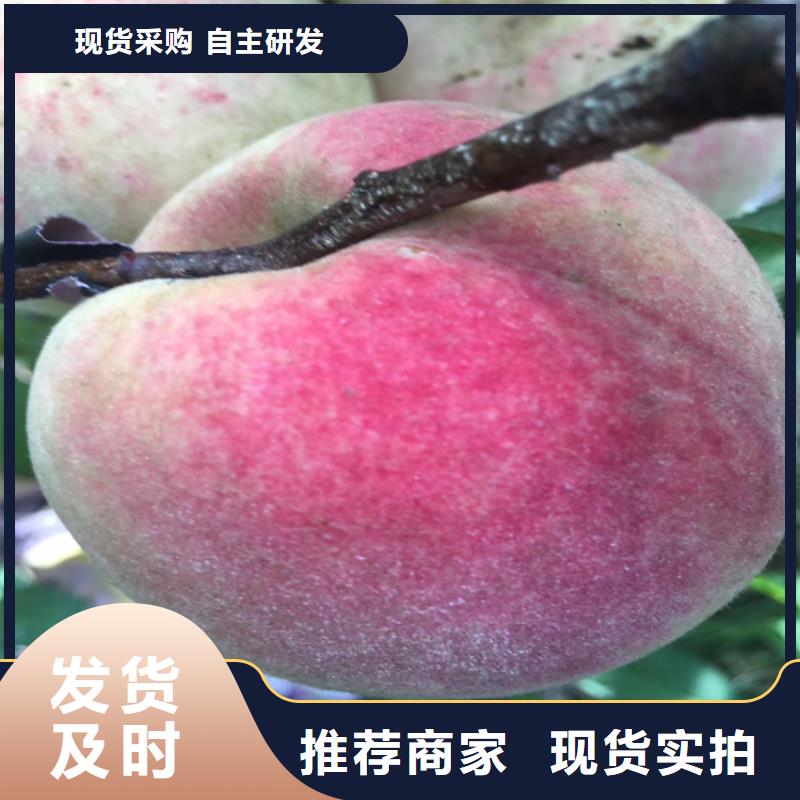桃【猕猴桃苗】快捷的物流配送