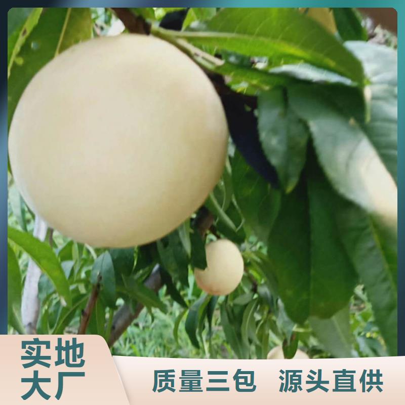 桃樱桃苗常年出售