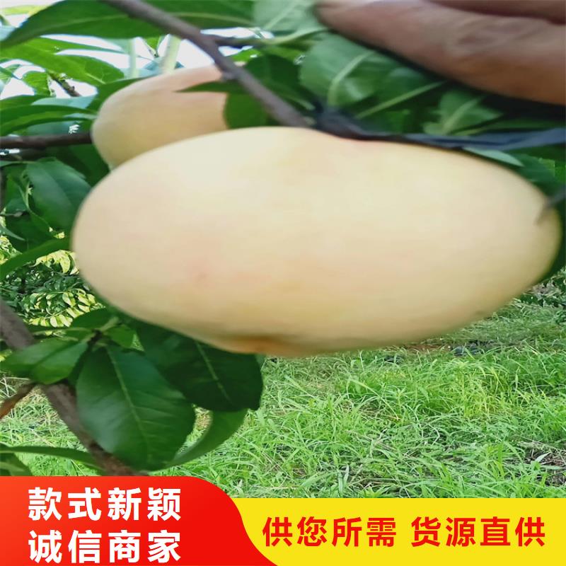 细节决定品质【桃】_苹果苗一站式服务-v651.com