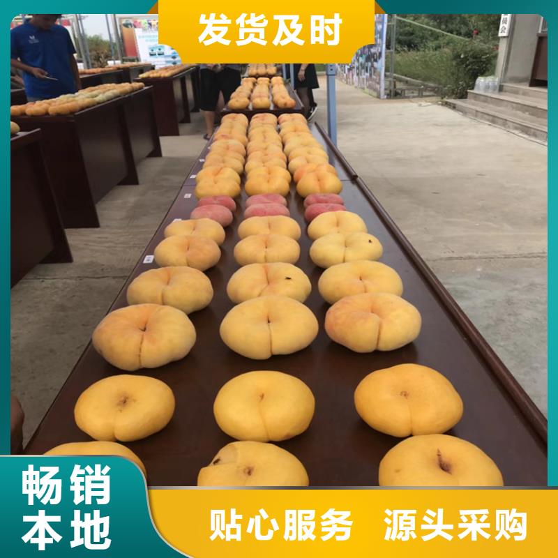 桃黄瓜苗精心