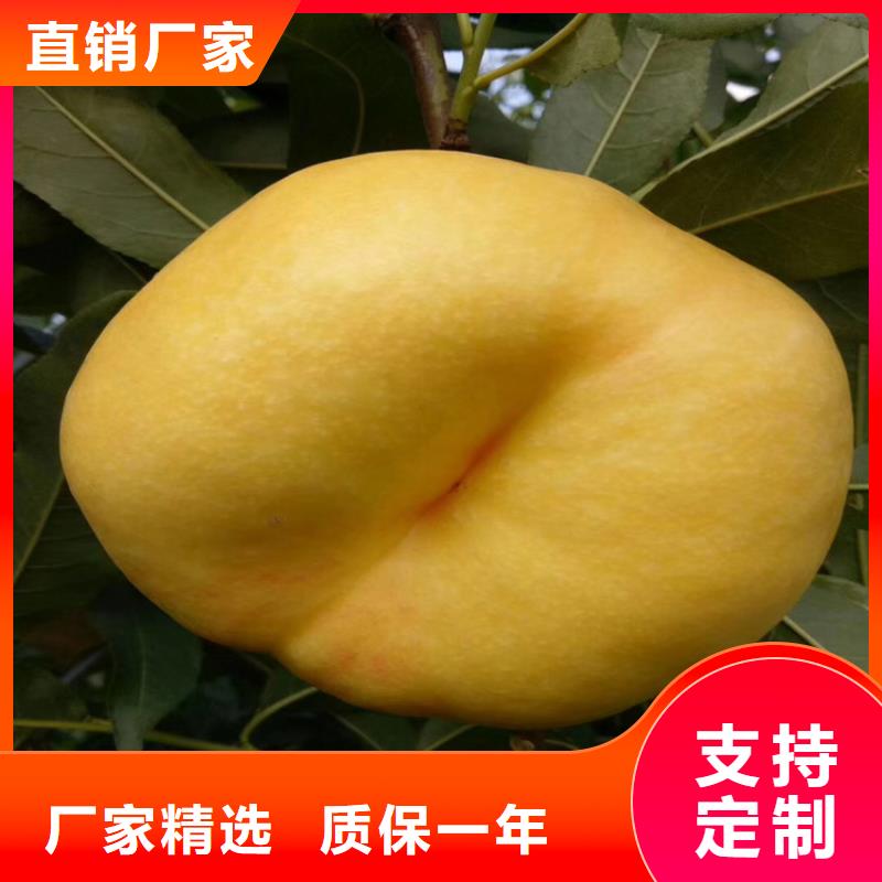 细节决定品质【桃】_苹果苗一站式服务-v651.com