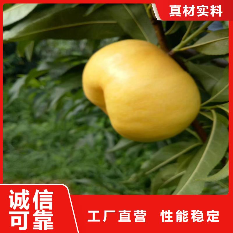 桃【猕猴桃苗】快捷的物流配送