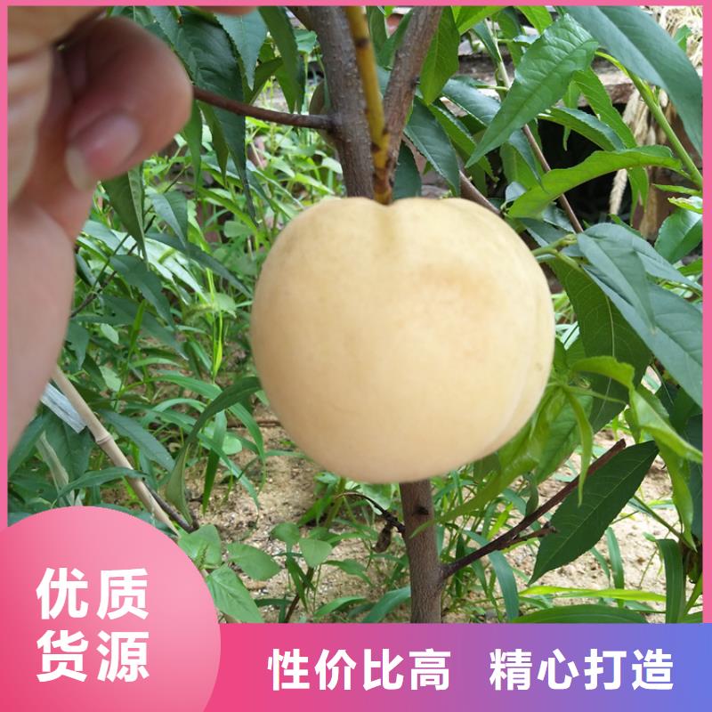 桃-梨树苗多行业适用