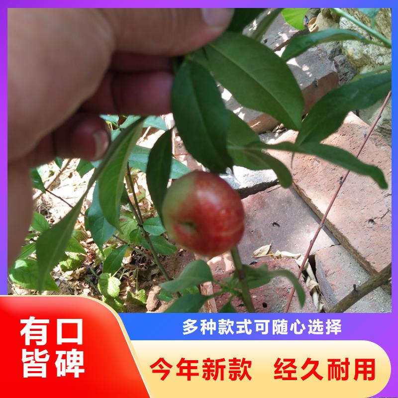 细节决定品质【桃】_苹果苗一站式服务-v651.com