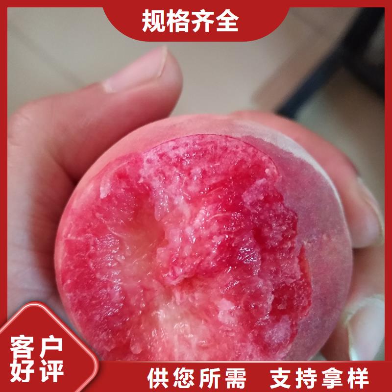 桃_苹果苗现货