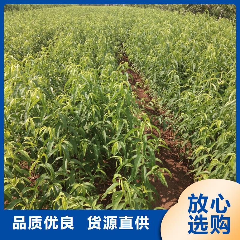 细节决定品质【桃】_苹果苗一站式服务-v651.com