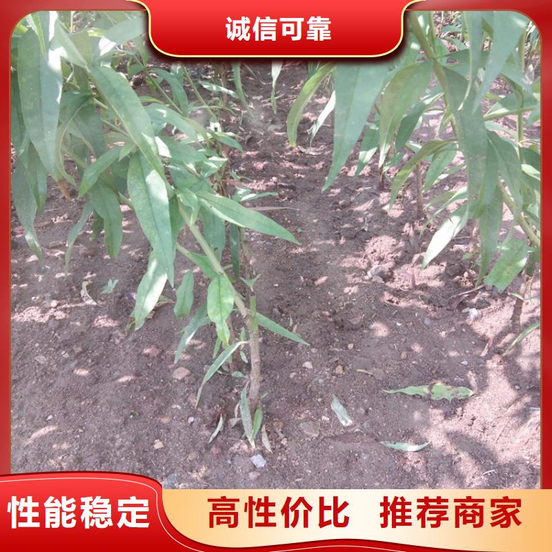 桃【猕猴桃苗】快捷的物流配送