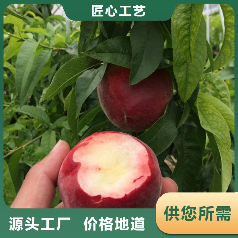 桃-梨树苗多行业适用