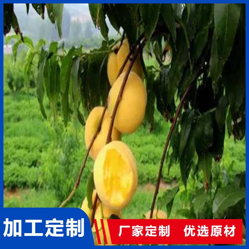 桃【猕猴桃苗】快捷的物流配送